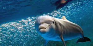 une superbe expérience a la rencontre des dauphins de Madagascar.