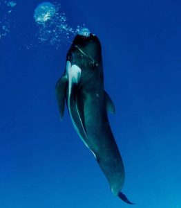 une superbe expérience a la rencontre des dauphins de Madagascar.
