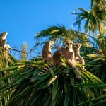 faune et flore de Madagascar